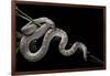 Pituophis Melanoleucus Mugitus (Pine Snake)-Paul Starosta-Framed Photographic Print