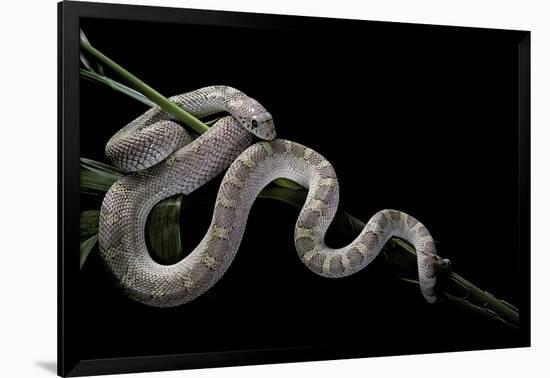 Pituophis Melanoleucus Mugitus (Pine Snake)-Paul Starosta-Framed Photographic Print