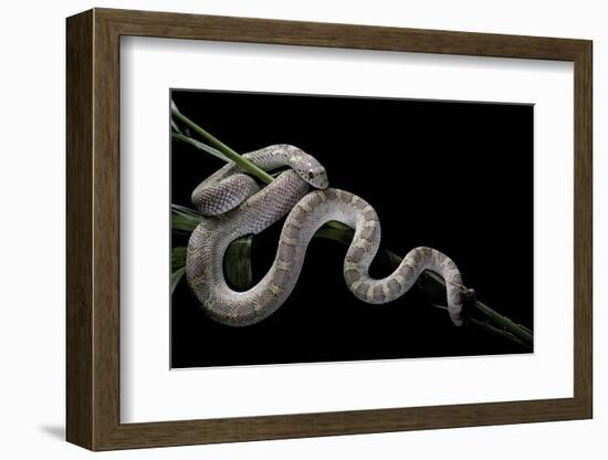 Pituophis Melanoleucus Mugitus (Pine Snake)-Paul Starosta-Framed Photographic Print