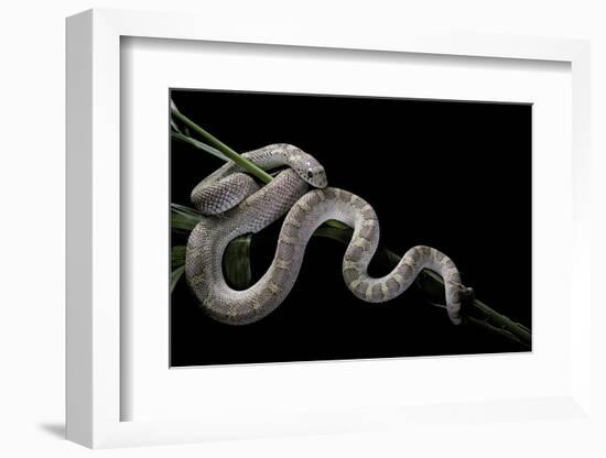 Pituophis Melanoleucus Mugitus (Pine Snake)-Paul Starosta-Framed Photographic Print