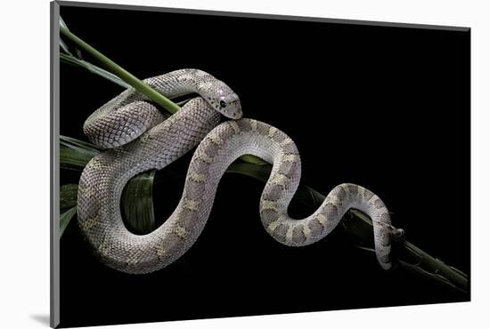 Pituophis Melanoleucus Mugitus (Pine Snake)-Paul Starosta-Mounted Photographic Print