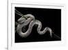 Pituophis Melanoleucus Mugitus (Pine Snake)-Paul Starosta-Framed Photographic Print