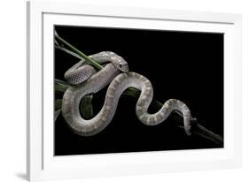 Pituophis Melanoleucus Mugitus (Pine Snake)-Paul Starosta-Framed Photographic Print