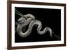 Pituophis Melanoleucus Mugitus (Pine Snake)-Paul Starosta-Framed Photographic Print