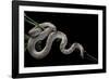 Pituophis Melanoleucus Mugitus (Pine Snake)-Paul Starosta-Framed Photographic Print