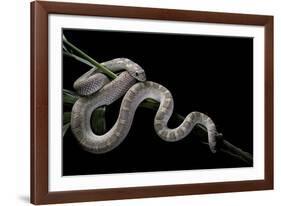 Pituophis Melanoleucus Mugitus (Pine Snake)-Paul Starosta-Framed Photographic Print