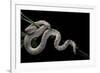 Pituophis Melanoleucus Mugitus (Pine Snake)-Paul Starosta-Framed Photographic Print