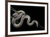 Pituophis Melanoleucus Mugitus (Pine Snake)-Paul Starosta-Framed Photographic Print