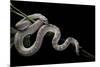 Pituophis Melanoleucus Mugitus (Pine Snake)-Paul Starosta-Mounted Photographic Print