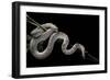 Pituophis Melanoleucus Mugitus (Pine Snake)-Paul Starosta-Framed Photographic Print