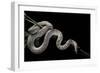 Pituophis Melanoleucus Mugitus (Pine Snake)-Paul Starosta-Framed Photographic Print