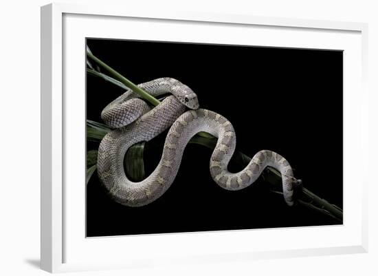 Pituophis Melanoleucus Mugitus (Pine Snake)-Paul Starosta-Framed Photographic Print