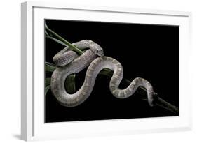 Pituophis Melanoleucus Mugitus (Pine Snake)-Paul Starosta-Framed Photographic Print