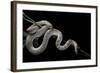 Pituophis Melanoleucus Mugitus (Pine Snake)-Paul Starosta-Framed Photographic Print