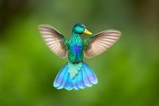 Duck Hummingbird-Pixelmated Animals-Photo