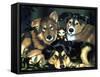 Pixie Dogs - Fairy Dog Picture-Jasmine Becket-Griffith-Framed Stretched Canvas