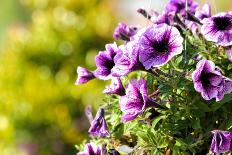 Petunias-Piyaphat-Framed Photographic Print