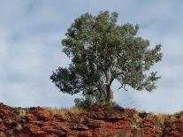 Bare Boab in Kimberley Outback, Western Australia-PK Visual Journeys-Photographic Print