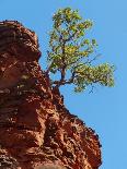 Bare Boab in Kimberley Outback, Western Australia-PK Visual Journeys-Photographic Print