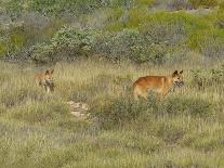 Bare Boab in Kimberley Outback, Western Australia-PK Visual Journeys-Photographic Print