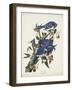 Pl 102 Blue Jay-John Audubon-Framed Art Print