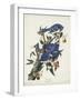 Pl 102 Blue Jay-John Audubon-Framed Art Print