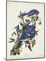 Pl 102 Blue Jay-John Audubon-Mounted Art Print