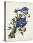 Pl 102 Blue Jay-John Audubon-Stretched Canvas