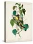 Pl 134 Hemlock Warbler-John Audubon-Stretched Canvas