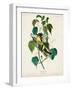 Pl 134 Hemlock Warbler-John Audubon-Framed Art Print