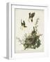 Pl 137 Yellow-breasted Chat-John Audubon-Framed Art Print