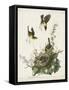 Pl 137 Yellow-breasted Chat-John Audubon-Framed Stretched Canvas