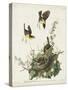 Pl 137 Yellow-breasted Chat-John Audubon-Stretched Canvas