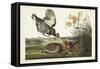 PL 186 Pinnated Grouse-John Audubon-Framed Stretched Canvas