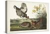 PL 186 Pinnated Grouse-John Audubon-Stretched Canvas