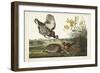 PL 186 Pinnated Grouse-John Audubon-Framed Art Print