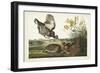 PL 186 Pinnated Grouse-John Audubon-Framed Art Print