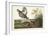 PL 186 Pinnated Grouse-John Audubon-Framed Art Print