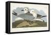 Pl 224 Kittiwake Gull-John Audubon-Framed Stretched Canvas