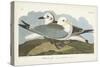 Pl 224 Kittiwake Gull-John Audubon-Stretched Canvas