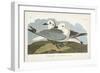 Pl 224 Kittiwake Gull-John Audubon-Framed Art Print