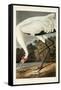 Pl 226 Hooping Crane-John James Audubon-Framed Stretched Canvas