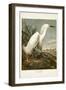 Pl 242 Snowy Heron-John James Audubon-Framed Art Print