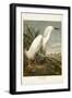 Pl 242 Snowy Heron-John James Audubon-Framed Art Print