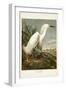 Pl 242 Snowy Heron-John James Audubon-Framed Art Print