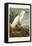 Pl 242 Snowy Heron-John James Audubon-Framed Stretched Canvas