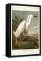 Pl 242 Snowy Heron-John James Audubon-Framed Stretched Canvas