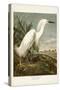 Pl 242 Snowy Heron-John James Audubon-Stretched Canvas
