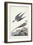 Pl 267 Artic Yager-John Audubon-Framed Art Print