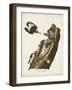 Pl. 27 Red-headed Woodpecker-John Audubon-Framed Art Print